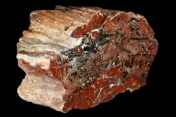 Polished, Petrified Wood (Araucarioxylon) - Red and Black #176985